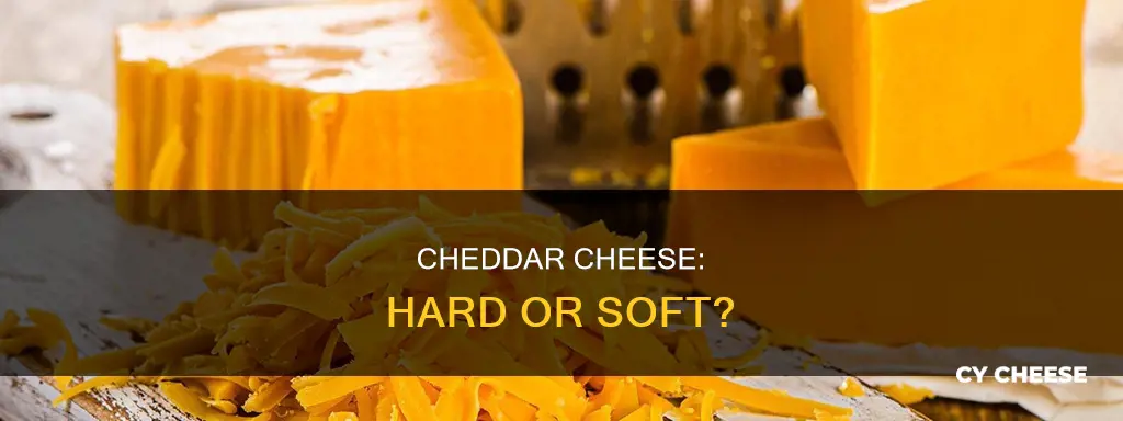 is cheddar a hard or soft cheese