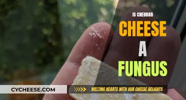 Unveiling the Mystery: Is Cheddar Cheese a Fungus?