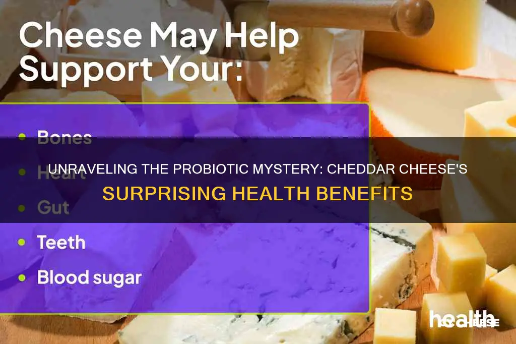 is cheddar cheese a probiotic