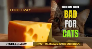 Can Cats Safely Indulge in Cheddar?