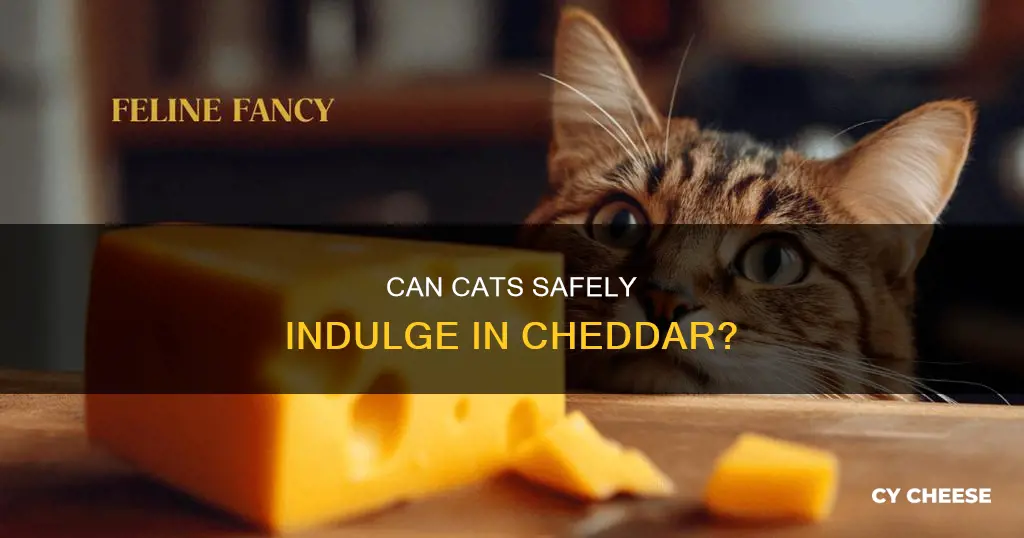 is cheddar cheese bad for cats