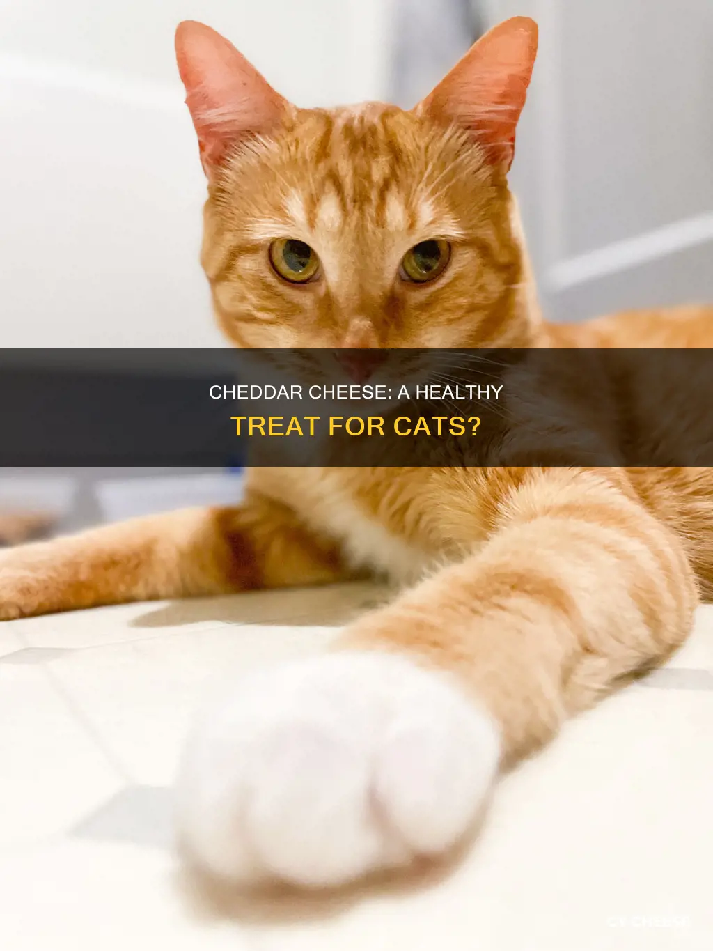 is cheddar cheese bad for cats