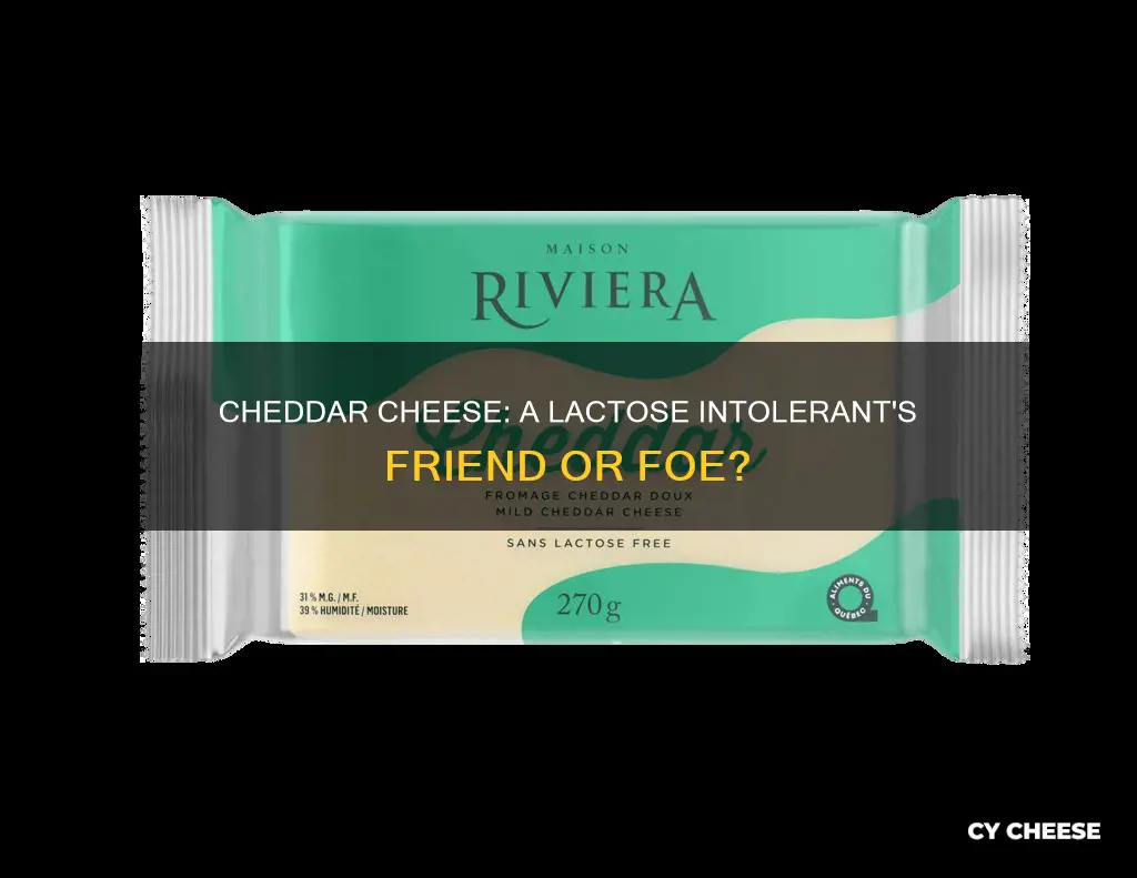 is cheddar cheese bad for lactose intolerant