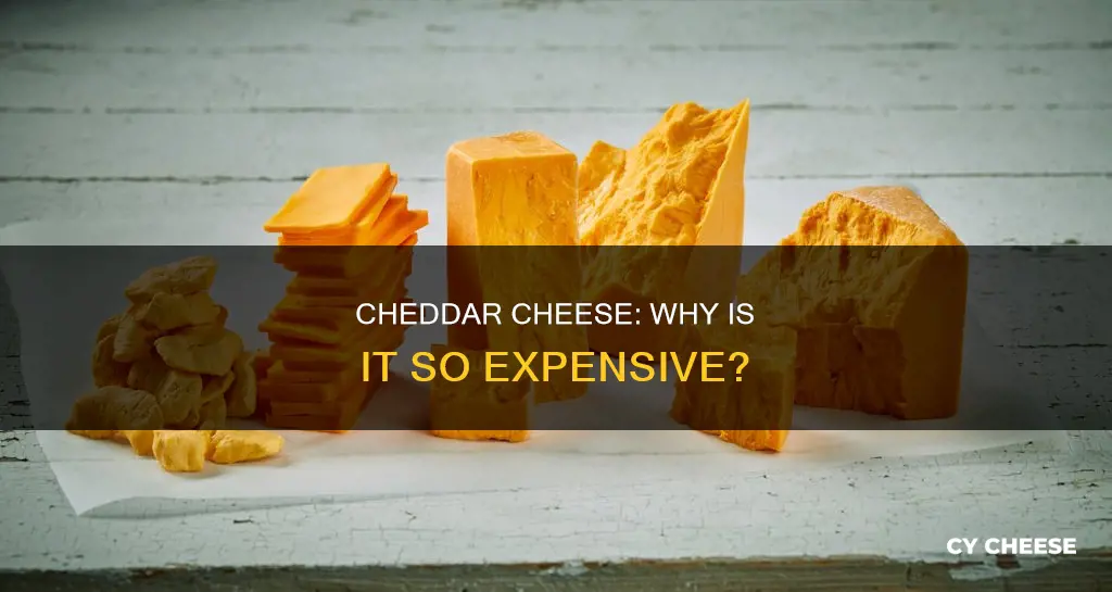 is cheddar cheese expensive