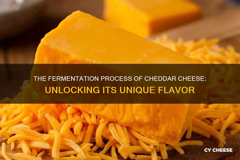 is cheddar cheese fermented