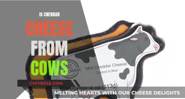 Cheddar's Cow Connection: Unveiling the Dairy Delicacy's Origin