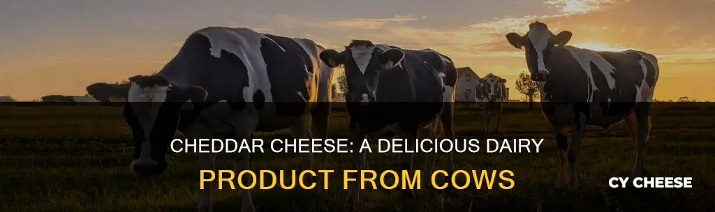 is cheddar cheese from cows