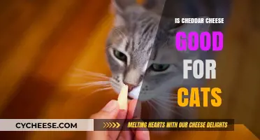Cheddar Cheese: A Healthy Cat Treat?