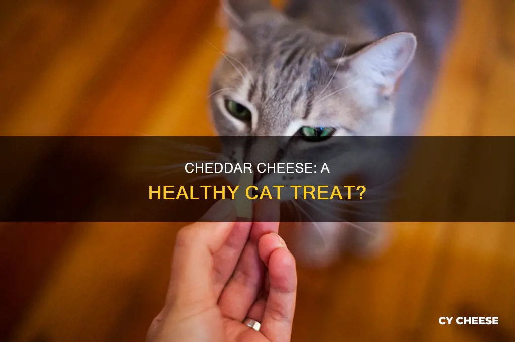 is cheddar cheese good for cats