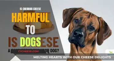 Can Dogs Safely Enjoy Cheddar Cheese?