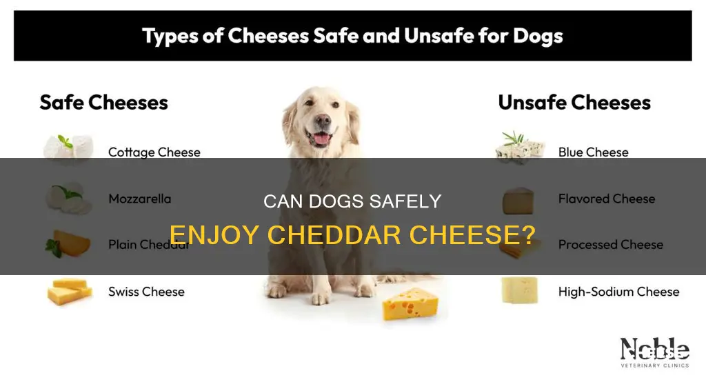 is cheddar cheese harmful to dogs