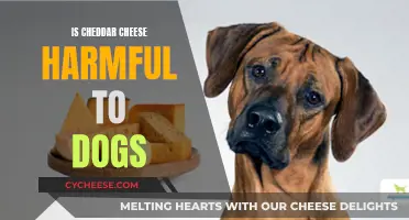 Cheddar Cheese: A Tasty Treat or Harmful to Dogs?