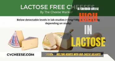 Cheddar Cheese and Lactose: Unraveling the Dairy Dilemma