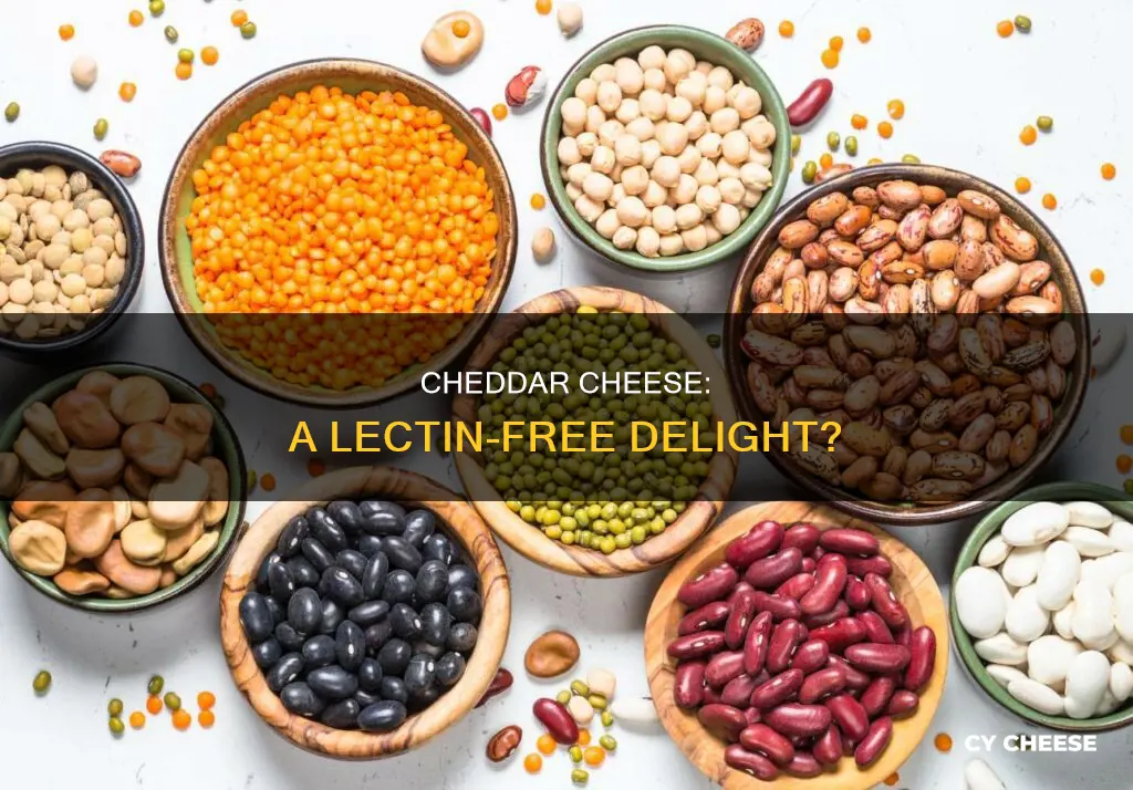 is cheddar cheese lectin-free