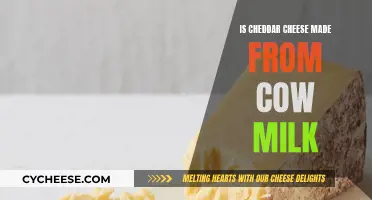 Cheddar Cheese: Cow Milk's Delicious Transformation