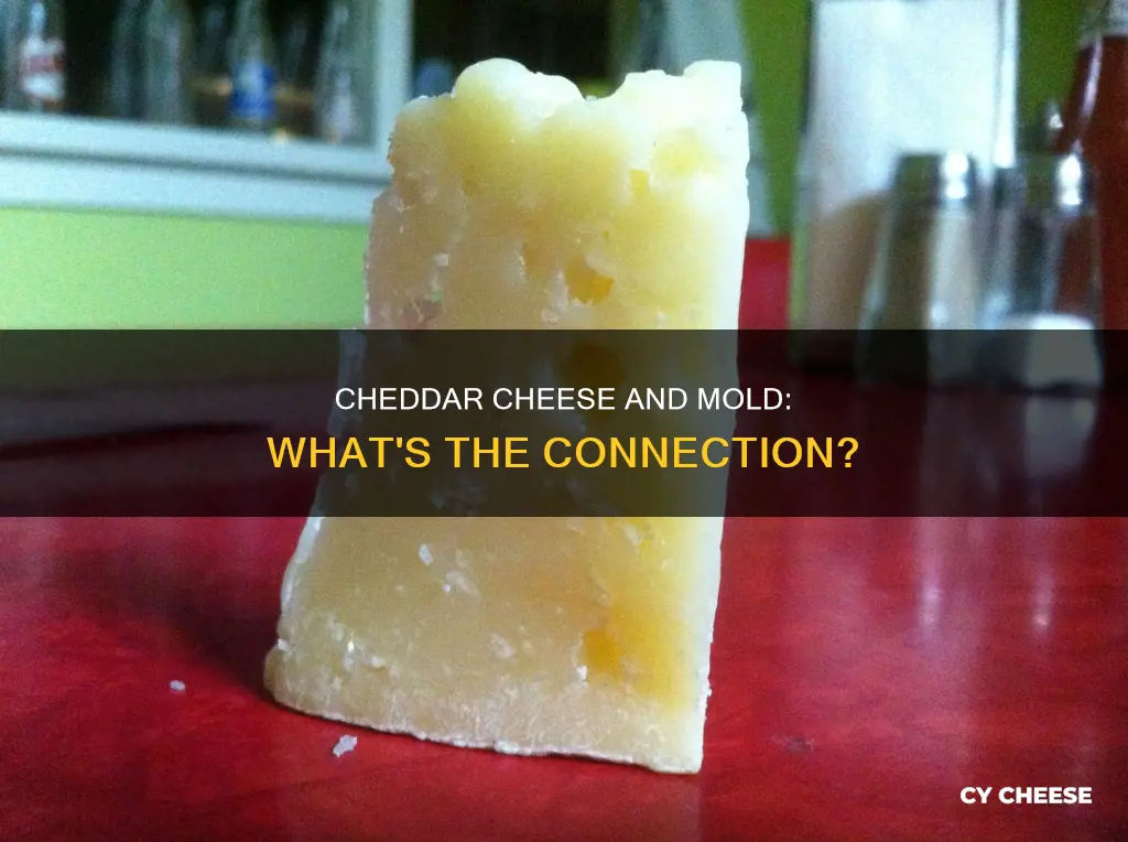 is cheddar cheese made from mold