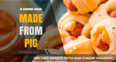 Unraveling the Mystery: Cheddar Cheese and Pig's Role