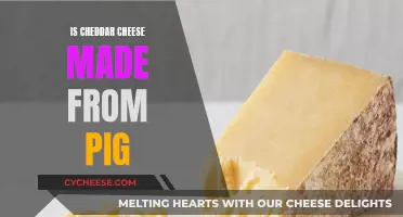 Cheddar Cheese: A Pig-Free Dairy Delight