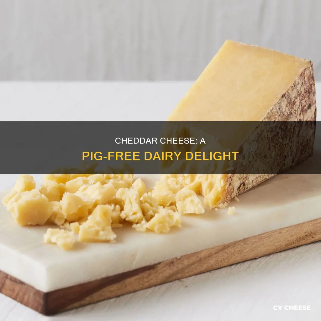 is cheddar cheese made from pig