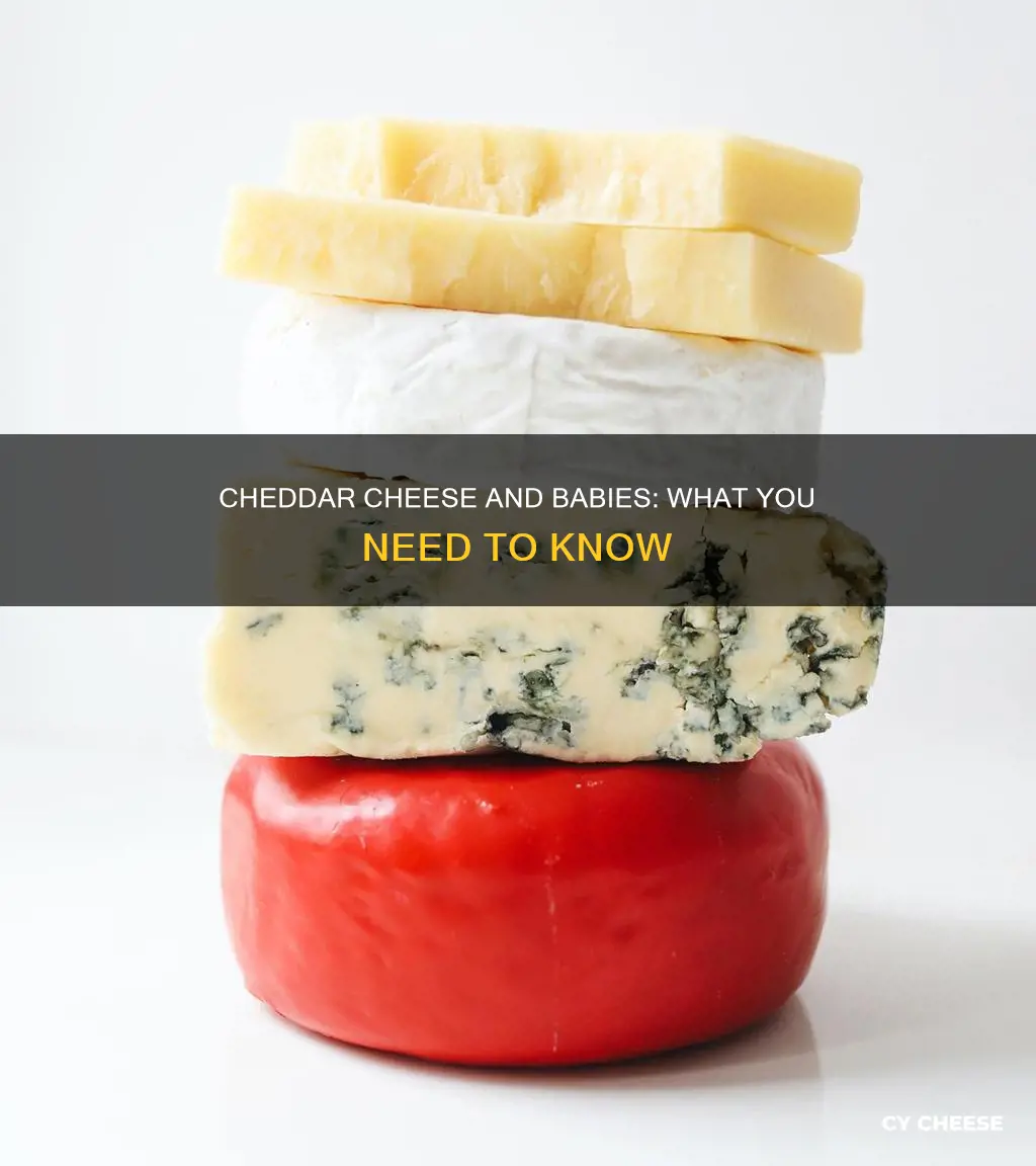 is cheddar cheese ok for baby