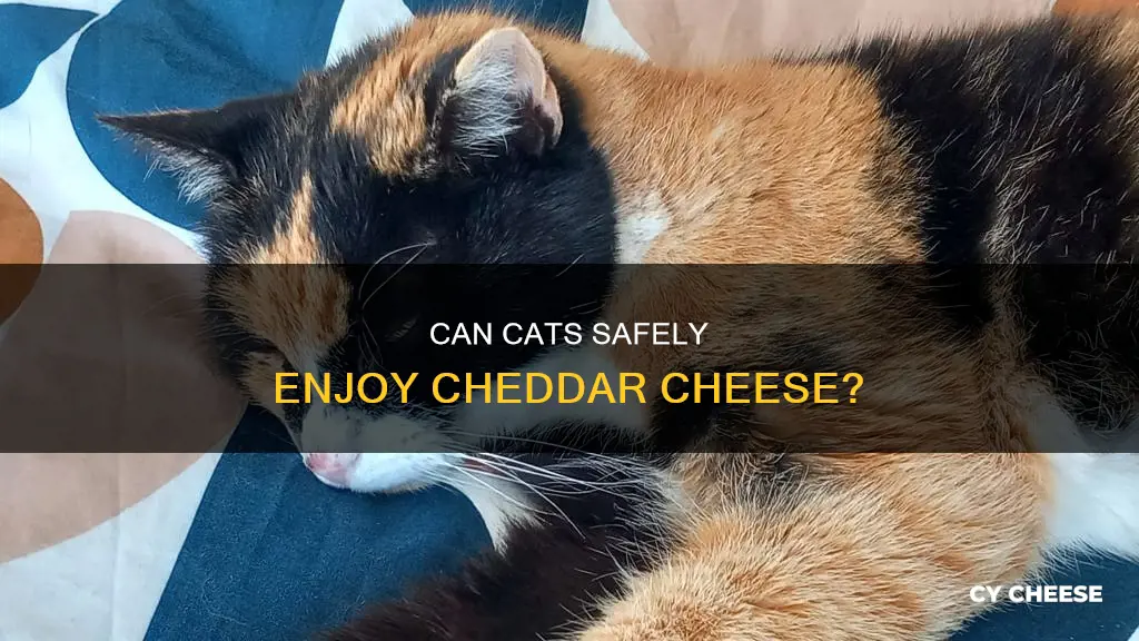 is cheddar cheese ok for cats