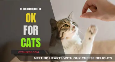 Cheddar Cheese: A Healthy Treat for Cats?