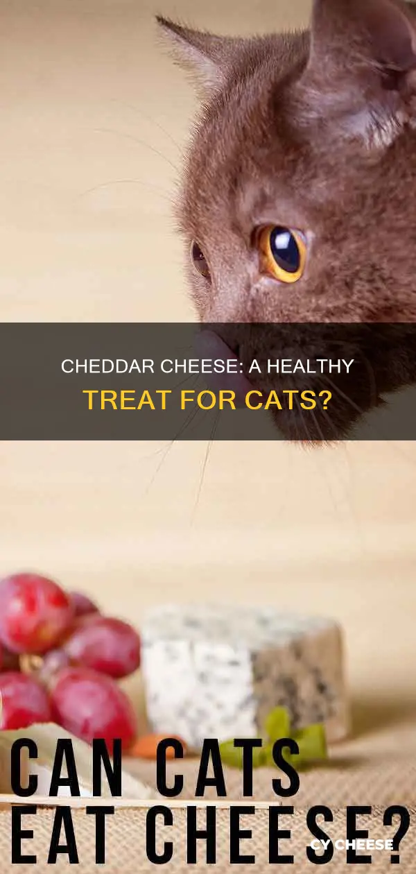 is cheddar cheese ok for cats