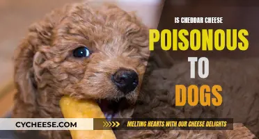 Can Cheddar Cheese Poison Your Dog? Unraveling the Truth