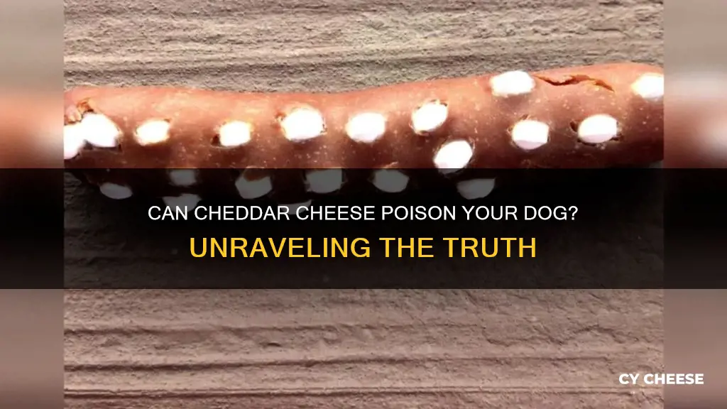 is cheddar cheese poisonous to dogs