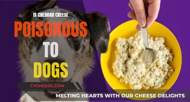 Cheddar Cheese: A Tasty Treat or Poison for Dogs?