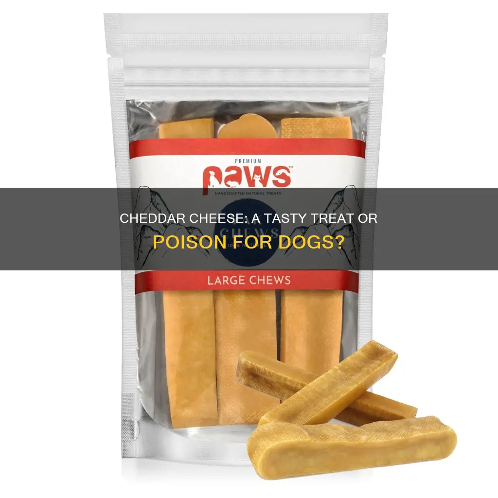 is cheddar cheese poisonous to dogs