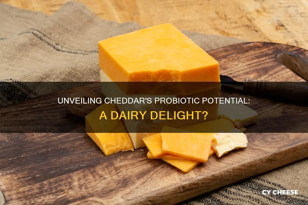 is cheddar cheese probiotic