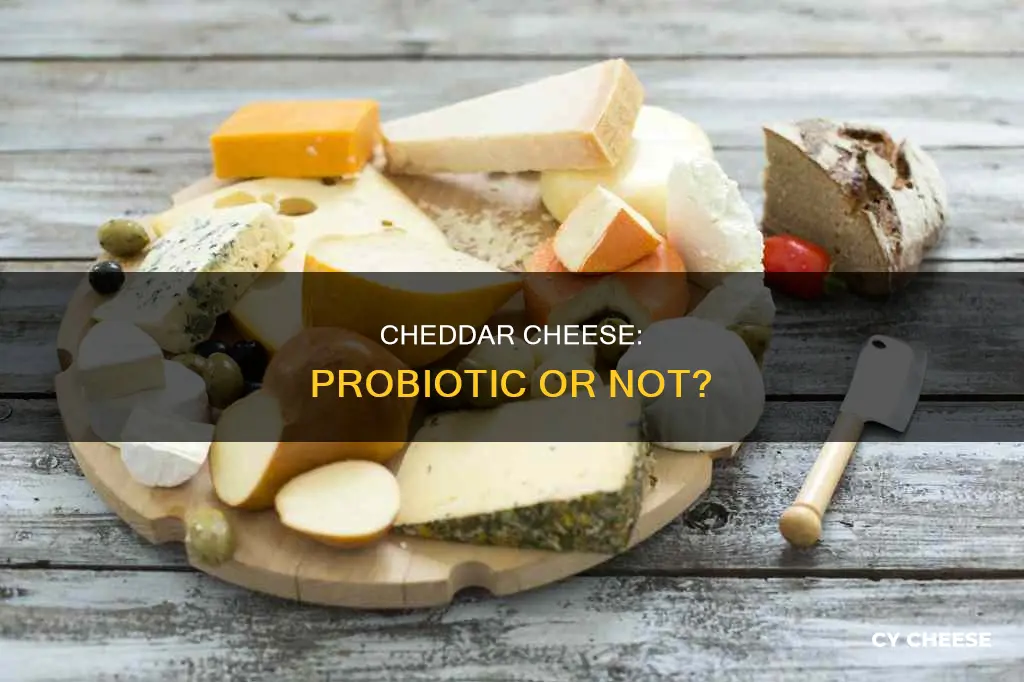is cheddar cheese probiotic