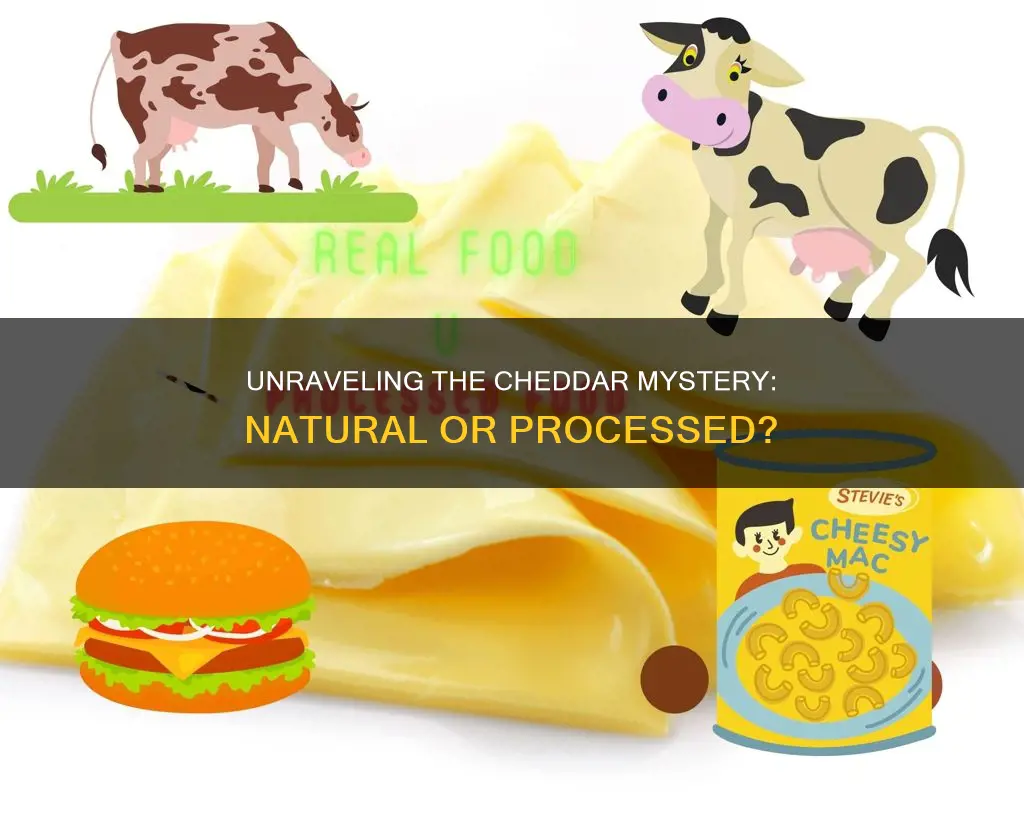 is cheddar cheese processed or natural