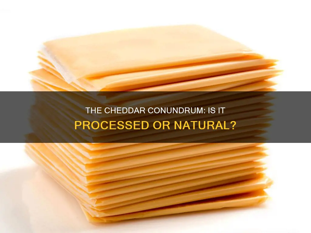 is cheddar cheese processed