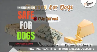 Can Dogs Safely Indulge in Cheddar Cheese?