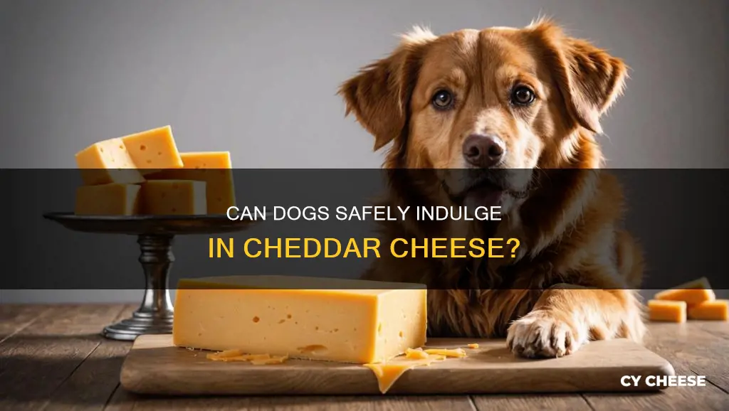 is cheddar cheese safe for dogs