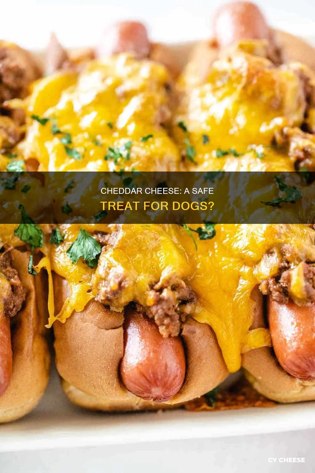 is cheddar cheese safe for dogs