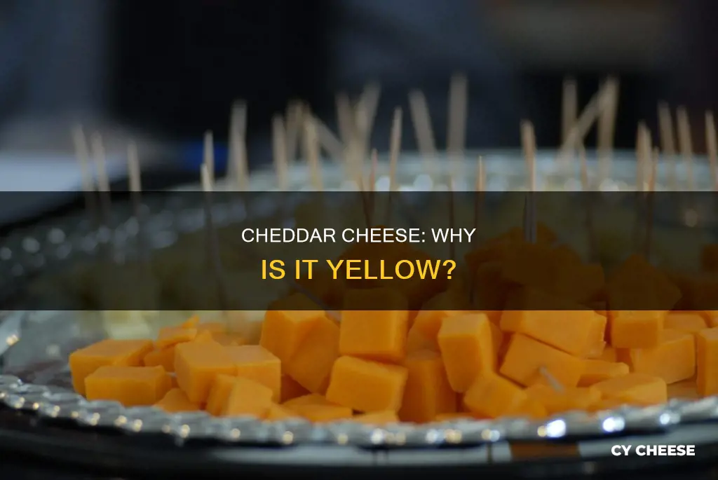 is chedder cheese naturally yellow
