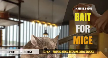 Cheese for Mice: Effective Bait or Myth?