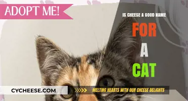 The Perfect Name: Why Cheese for a Cat?