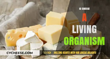 Is Cheese Alive? Exploring the Science Behind This Dairy Delight