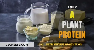 Is Cheese a Plant Protein? Unraveling Dairy's Nutritional Mystery