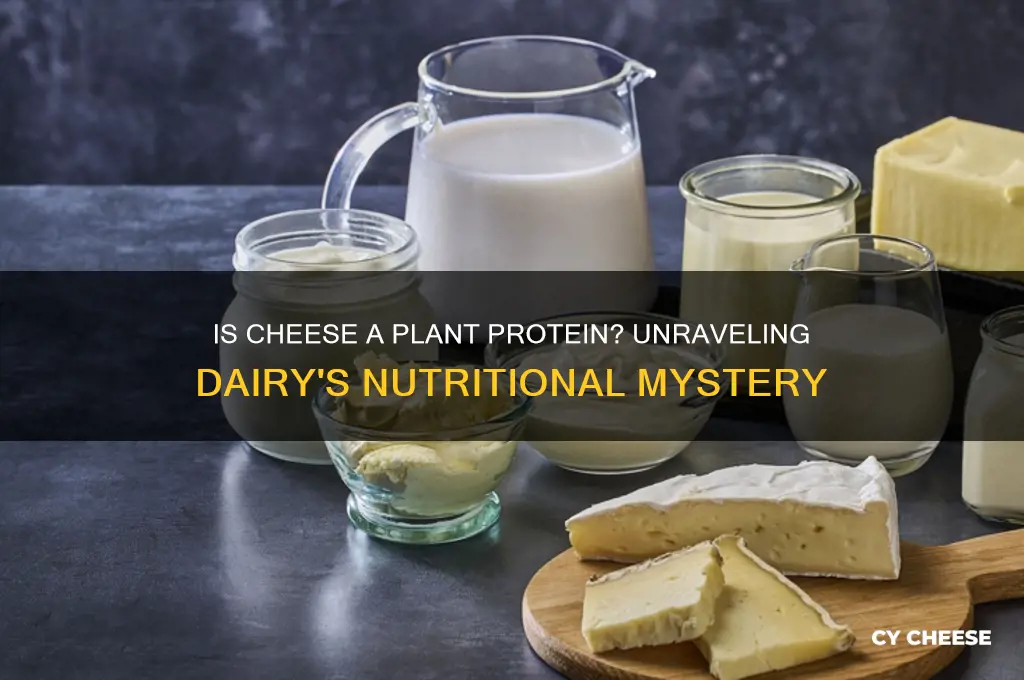 is cheese a plant protein