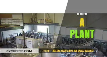Is Cheese a Plant? Unraveling the Dairy vs. Plant-Based Debate