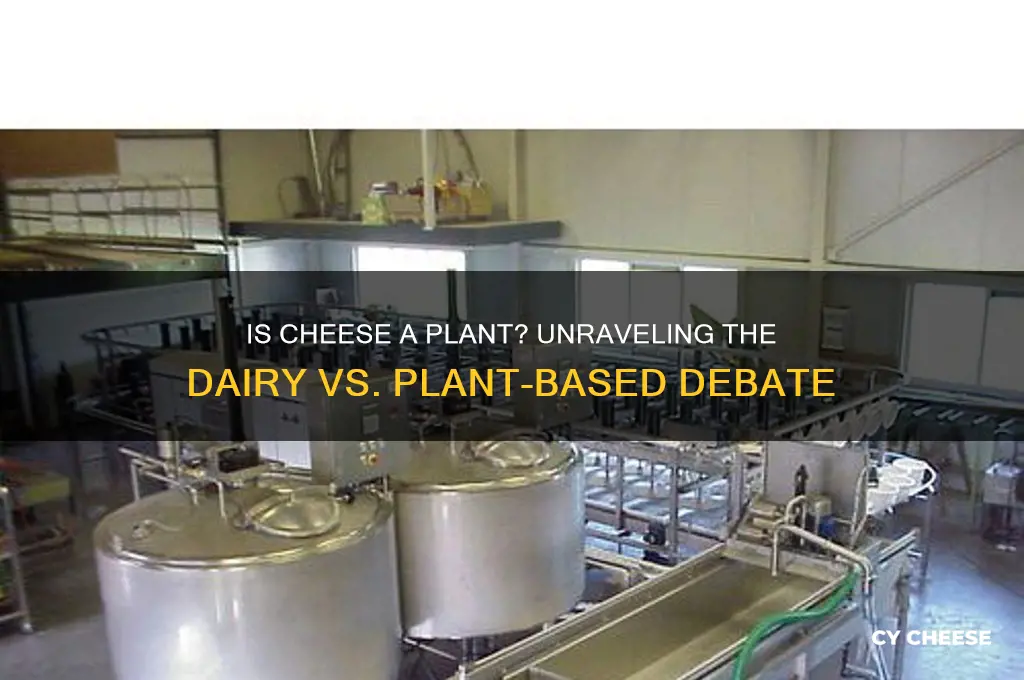 is cheese a plant