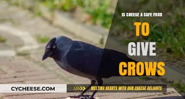 Can Crows Eat Cheese? Safety Tips for Feeding Wild Birds