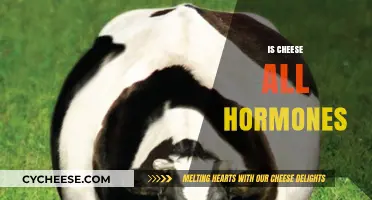 Is Cheese Hormone-Loaded? Unraveling the Truth Behind Dairy's Impact