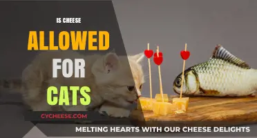 Can Cats Eat Cheese? Exploring Feline Dietary Do's and Don'ts