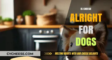 Can Dogs Eat Cheese? Safety, Benefits, and Risks Explained